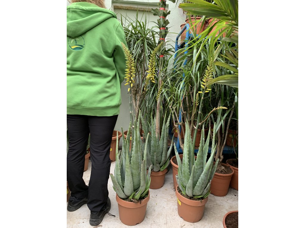 Aloe Vera, Aloe pravá, původ rostliny Španělsko.80 cm