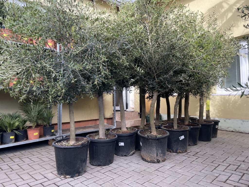 Olea europea , Olivovník.160+ cm