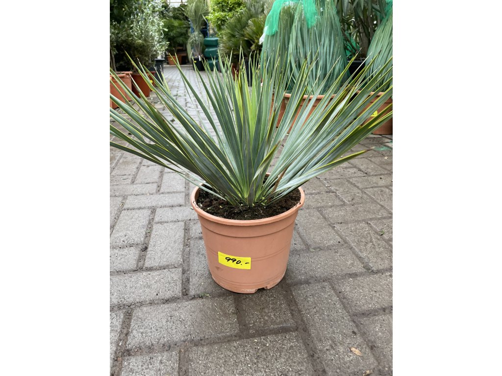 Yucca Rostrata, původ rostliny Španělsko 30 cm