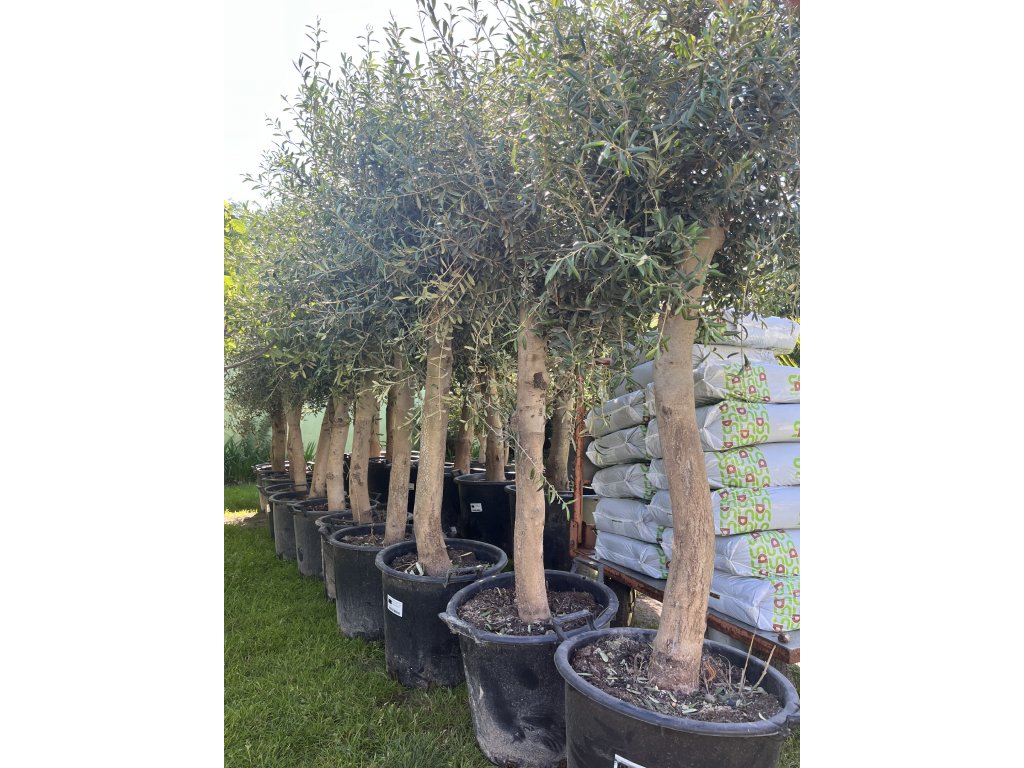 Olea europea , Olivovník. cca 160+ cm
