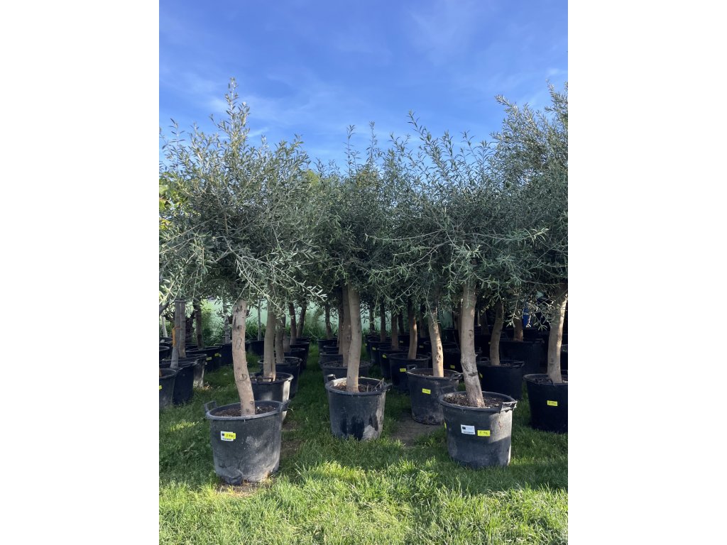 Olea europea , Olivovník. cca 160+ cm, obvod kmene 20 cm.