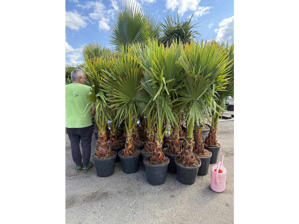 WASHINGTONIA ROBUSTA 180 CM palmycasy.cz