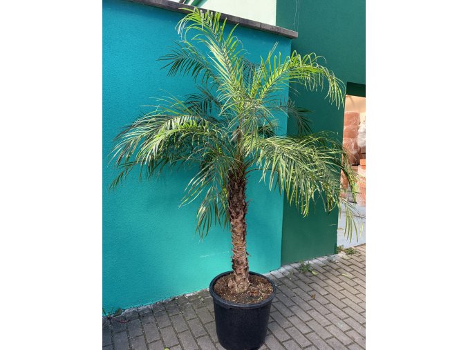 Phoenix roebelenii, Trpasličí datlová palma. 170-200 cm
