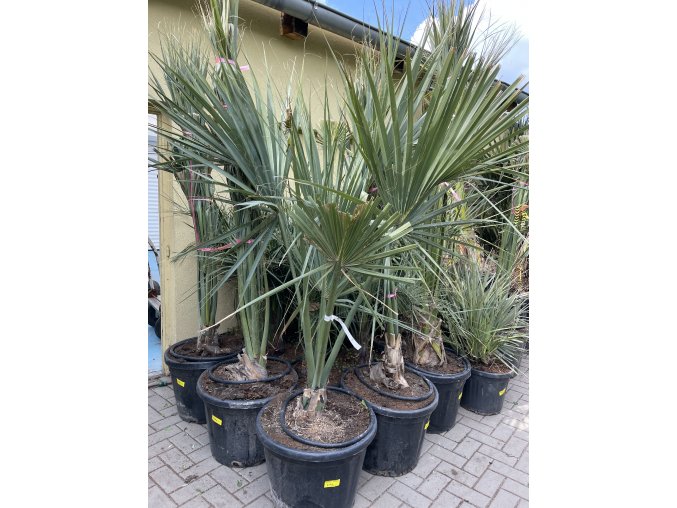 Sabal minor, Trpasličí Palmetto palma, původ palmy Španělsko.180 cm+