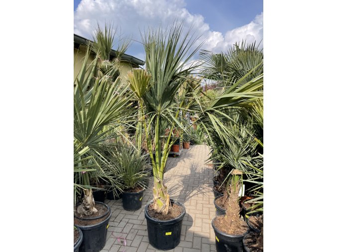 Sabal palmetto, Palmetto palma, původ palmy Španělsko.180 cm