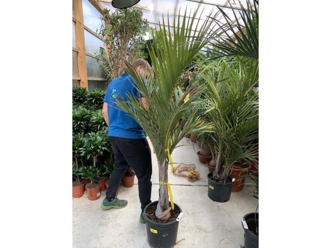 Hyophorbe vershafeltii, 170 cm