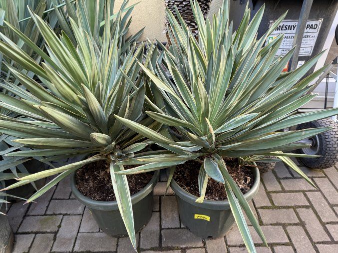 Yucca gloriosa variegata 80 cm
