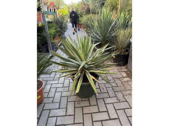 Yucca gloriosa variegata 80 cm