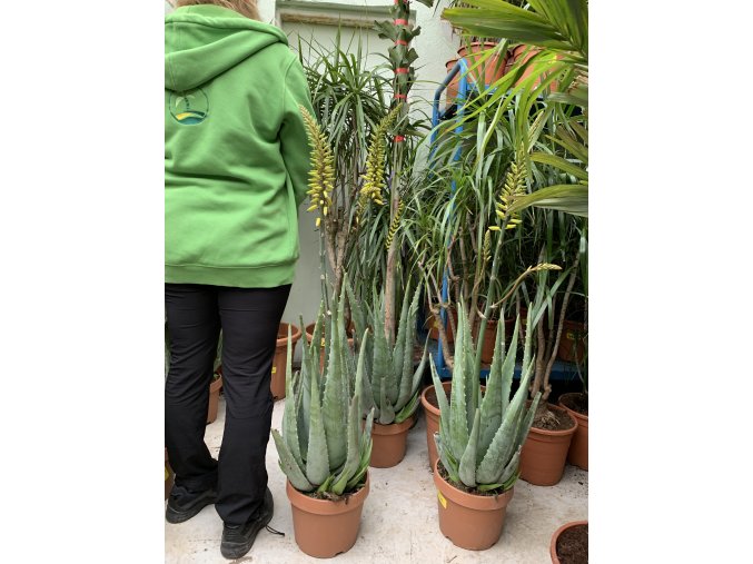 Aloe Vera, původ rostliny Španělsko.50 cm