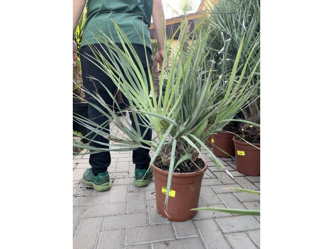 Nannorhops ritchiana, mrazuvdorná palma, původ palmy Španělsko. 60 cm