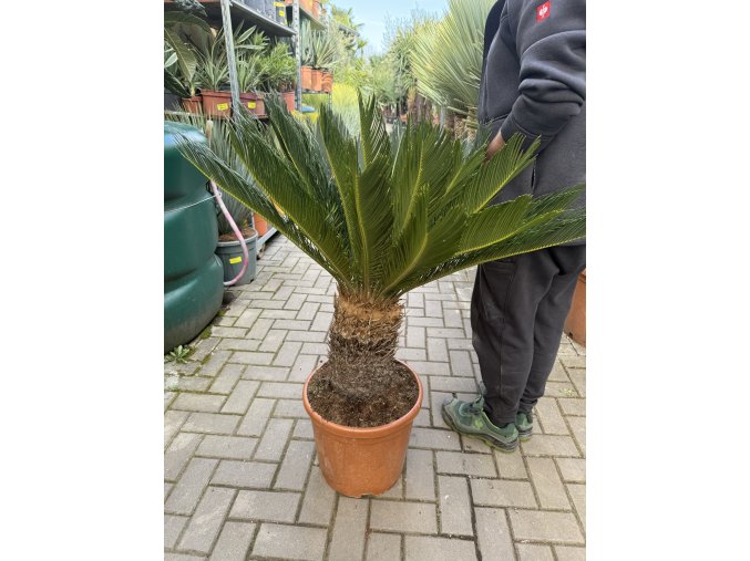 Cycas revoluta 100 cm