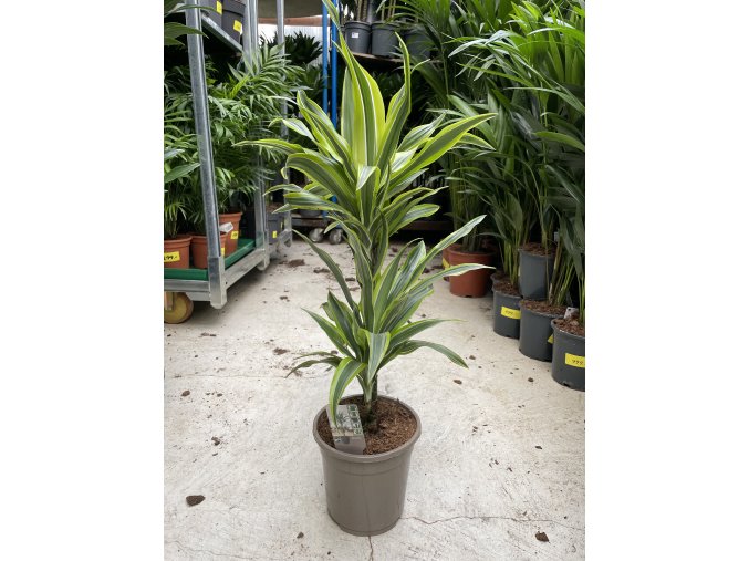 Dracaena Lemon Lime, dracena, původ rostliny Španělsko. 60 cm