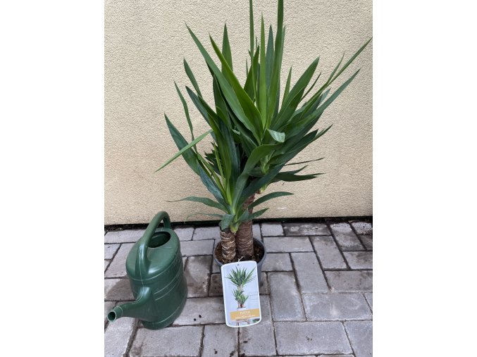 Yucca elegans 2 kmeny, juka, původ rostliny Španělsko. 100 cm