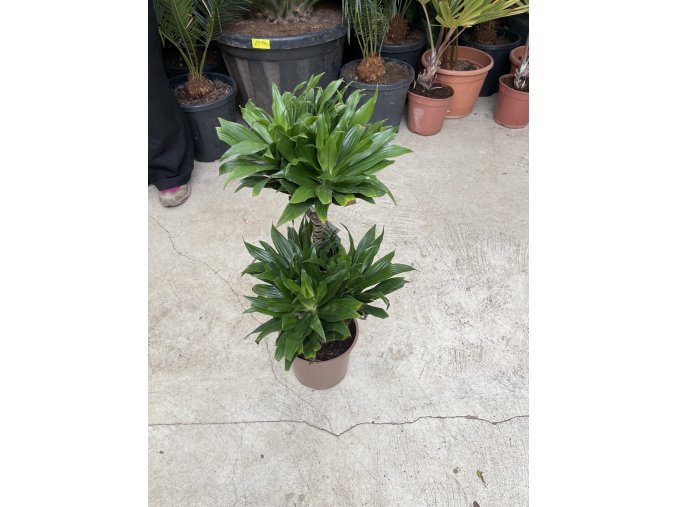 Dracaena compacta, dva kmeny,  65 cm