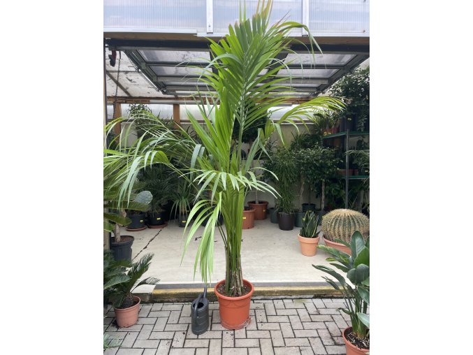 Howea Forsteriana 240 cm
