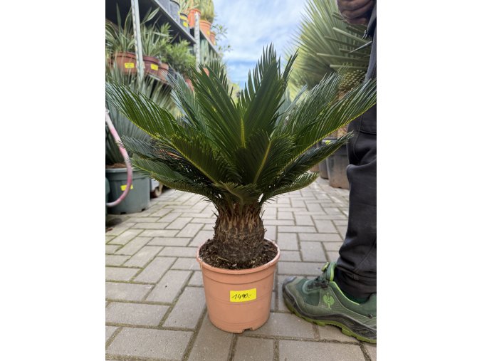 Cycas revoluta 55 cm