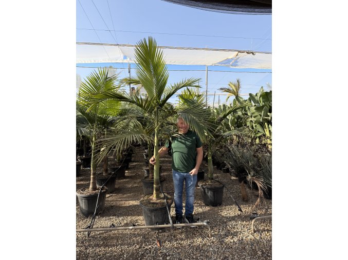 Archontophoenix alexandrae, 200+ cm