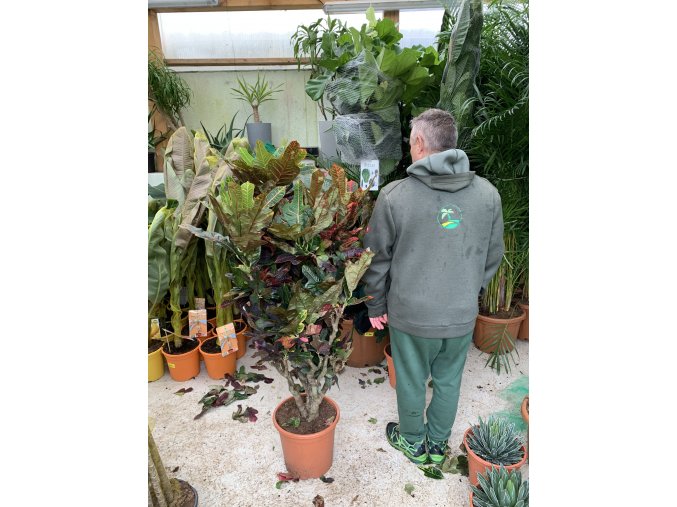 Codiaeum variegatum, kroton. 150 cm