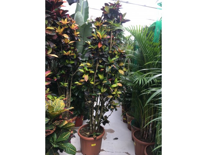 Codiaeum variegatum, kroton. 220 cm