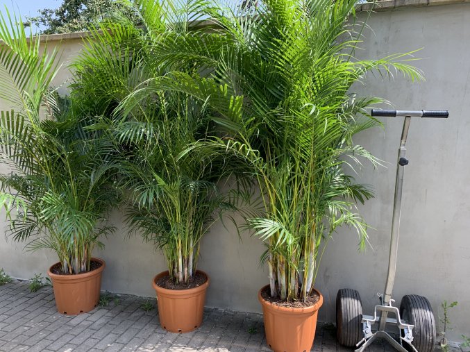 Areca lutescens, chrysalidocarpus, dypsis. 220+ cm