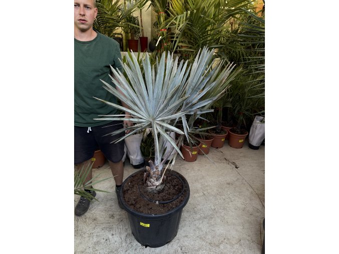 Bismarckia nobilis, 140 cm
