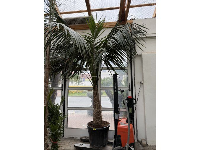 Howea Forsteriana 350 cm