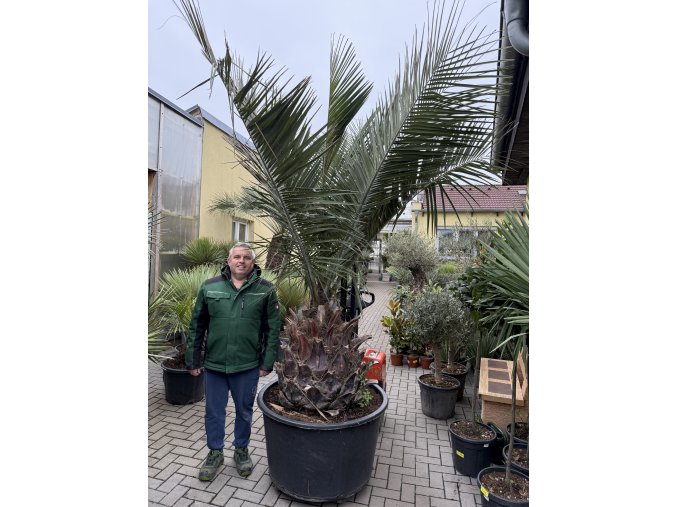 Jubaea chilensis, chilská palma 240 cm