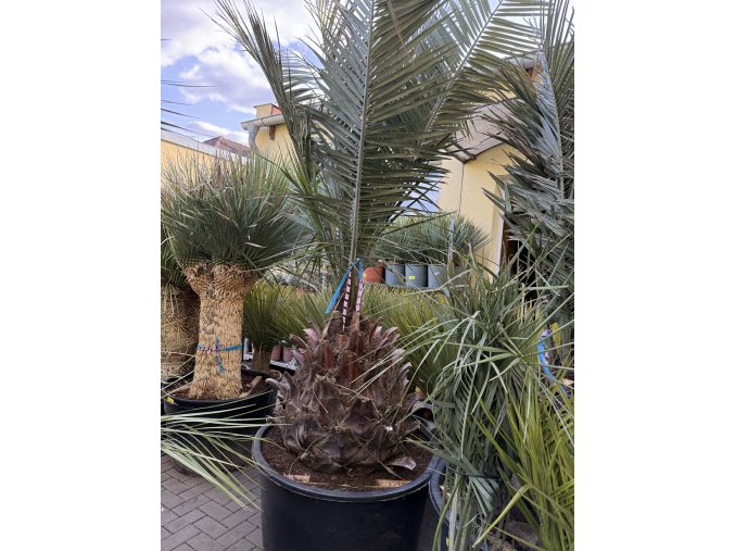 Jubaea chilensis, chilská palma 240 cm