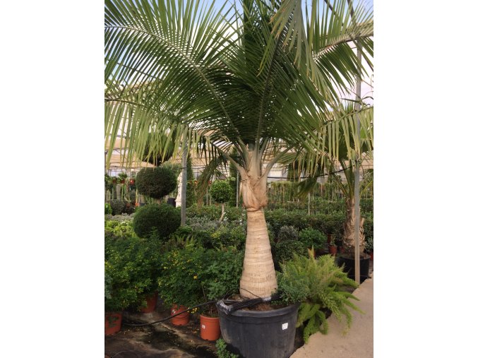 Ravenea rivularis, palma, původ palmy Španělsko