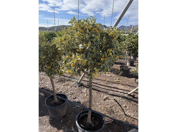 Citrus Kumquat Variegata 160 cm
