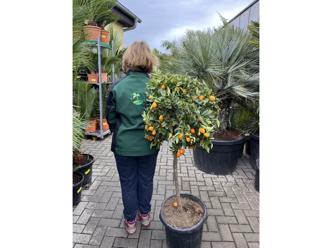 Citrus Kumquat 160 cm