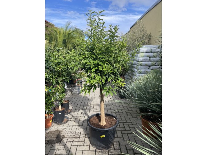 Citrus Kumquat 200 cm