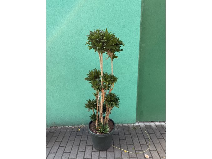 Dracaena Compacta 140 cm