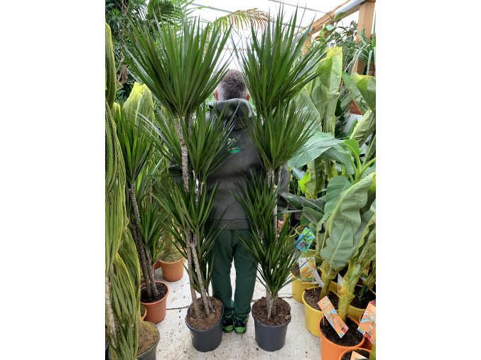 Dracaena marginata, dracena, původ rostliny Španělsko. 180 cm