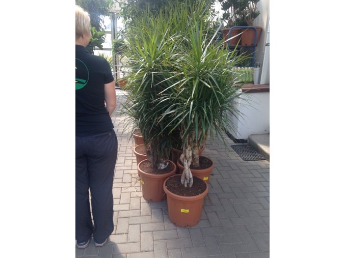 Dracaena marginata, dracena,kmen pomlázka, původ rostliny Španělsko. 150+ cm