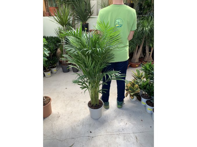 Areca lutescens, chrysalidocarpus, dypsis. 110 cm
