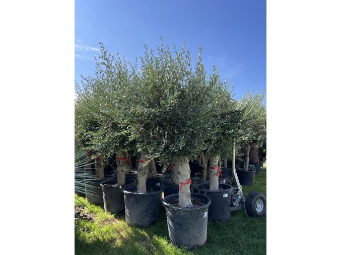 Olea europea - Olivovník exclusiv 210 cm +