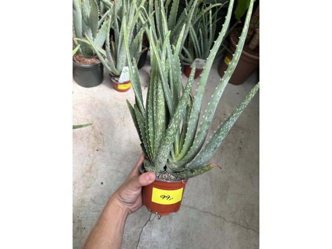 Aloe Vera 20 cm
