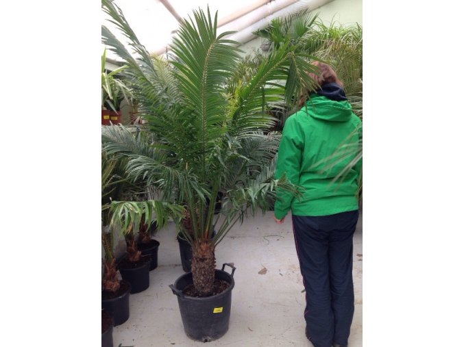 Cycas circinalis, cykas, původ Španělsko. 160 cm