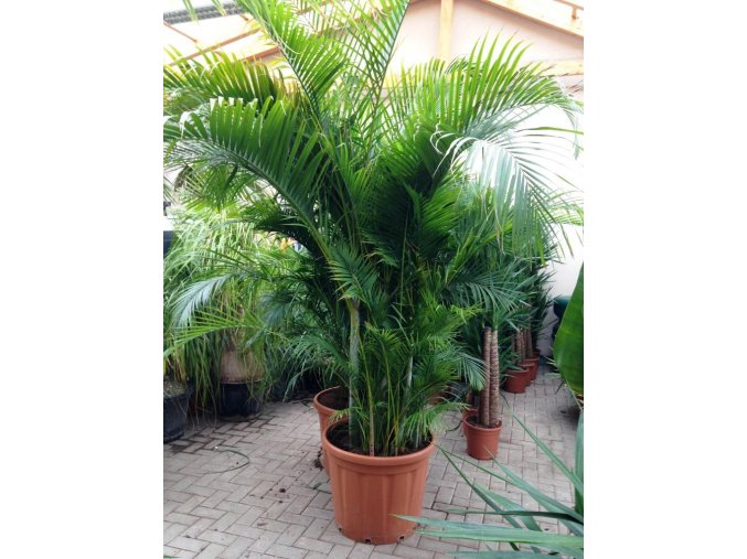 Areca lutescens, chrysalidocarpus, dypsis. 280 cm