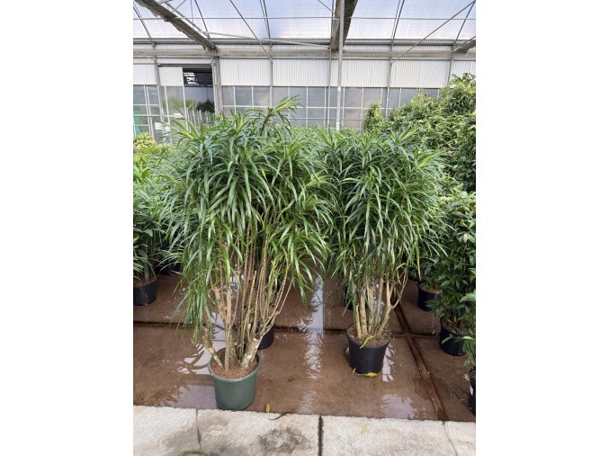 Dracaena Reflexa anita 160 cm