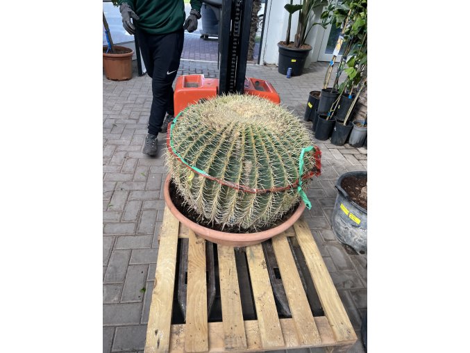 Echinocactus Grusonii 70 cm