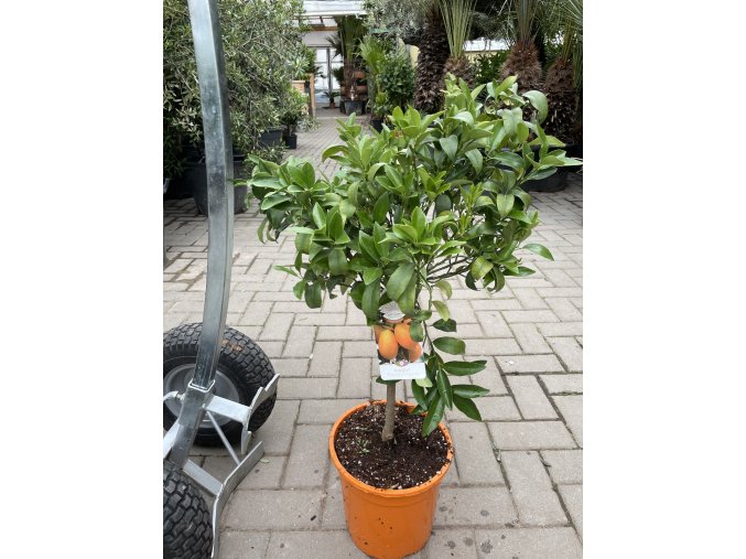 Citrus Kumquat 70 cm