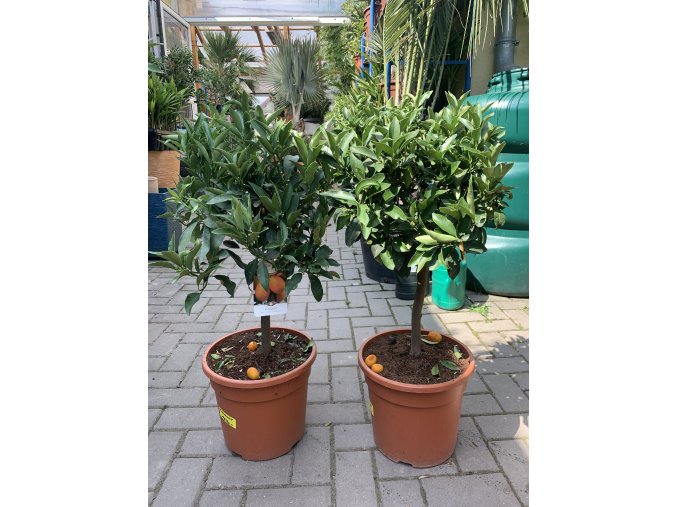 Citrus Kumquat 70 cm