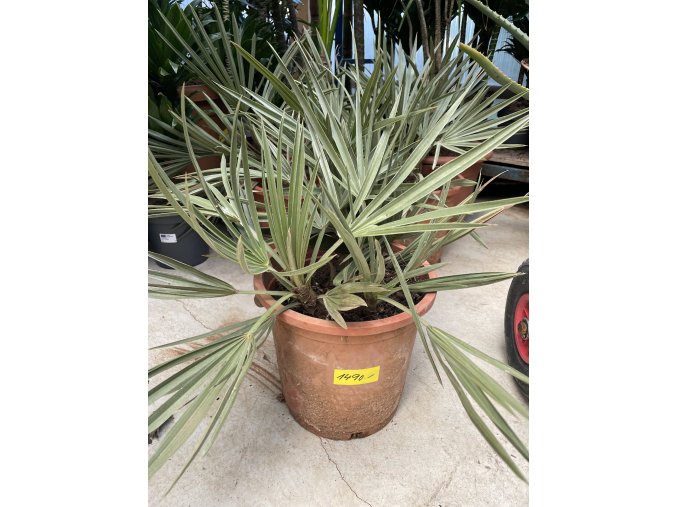 Trithrinax campestris, palma, výška rostliny 40 cm.