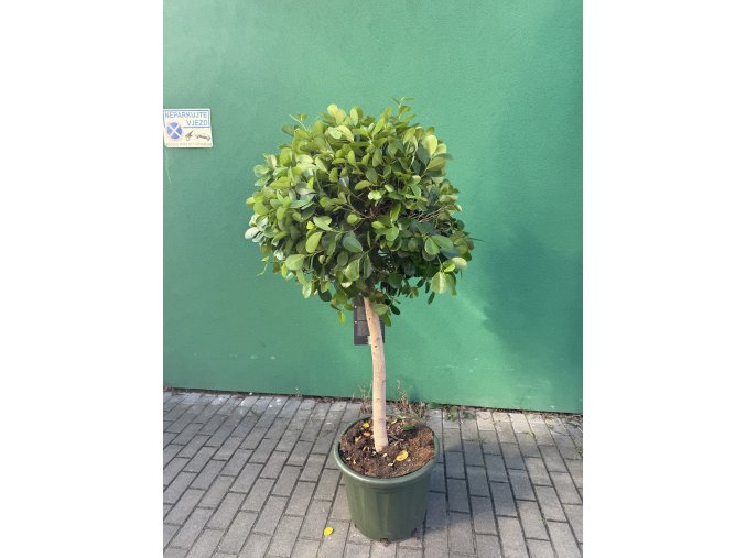 Ficus Benjamina Moclame 160 cm
