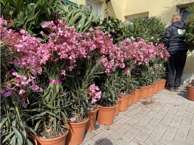 Nerium Oleander 80 cm