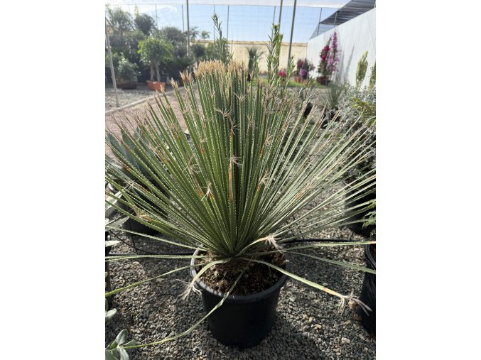 Dasylirion serratifolium 80 cm