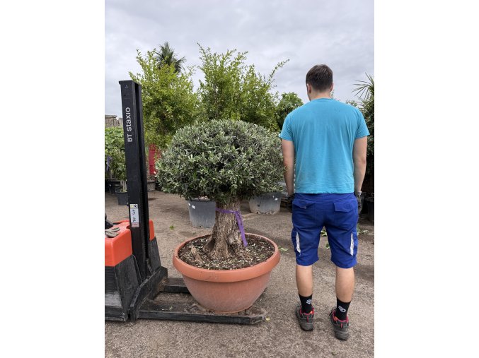 Olea europea - Olivovník 150 cm