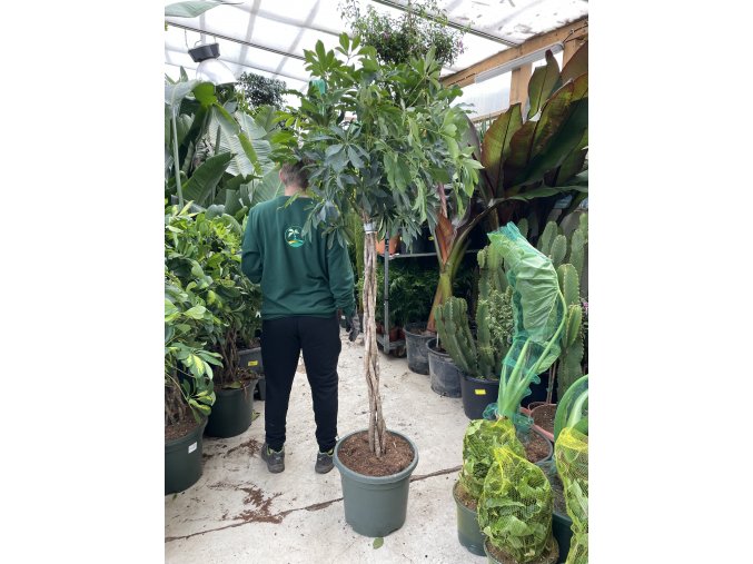 Schefflera 190 cm